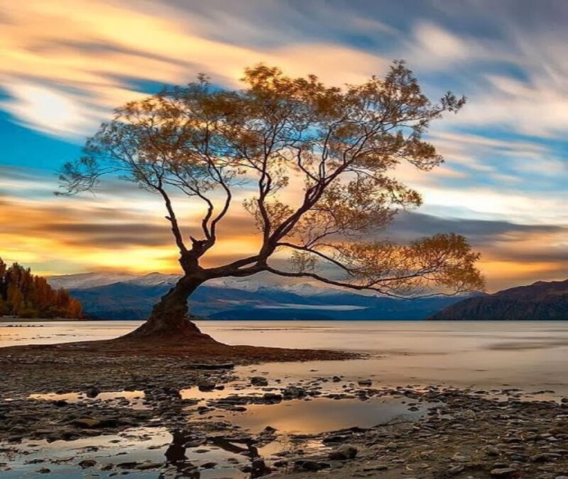 Lonely Tree on Lake Shore — Blue