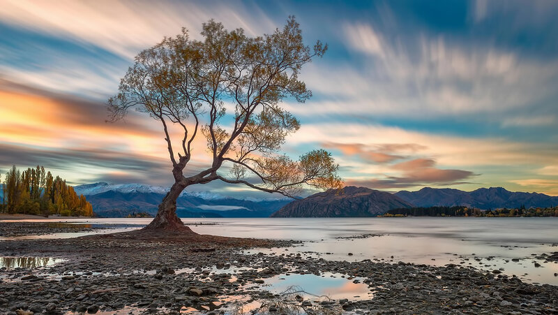 Lonely Tree on Lake Shore