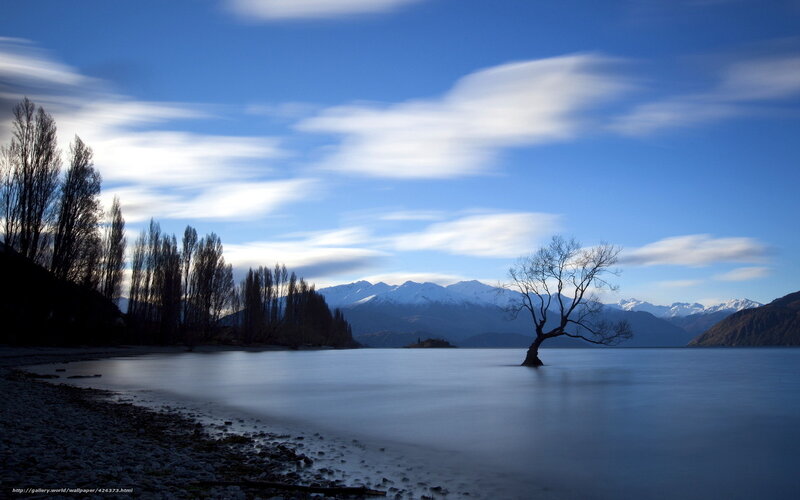 lonely tree on lake