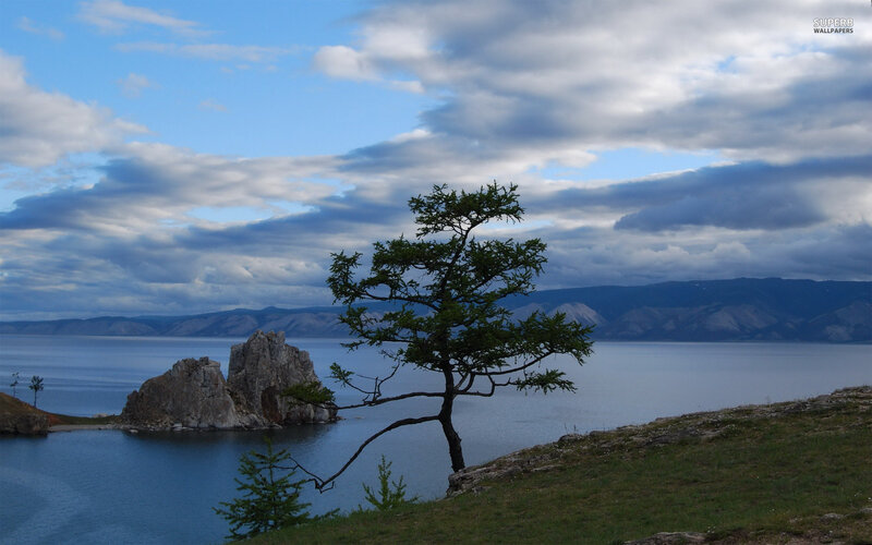 Lonely Tree on Lakeshore