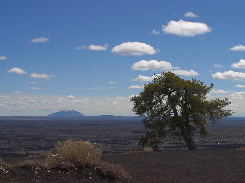 Lonely Tree on Lava Field