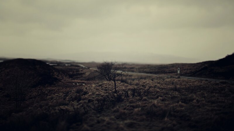 Lonely Tree on Moor — Brown