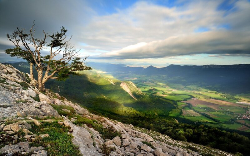 Lonely Tree on Mountain — Green