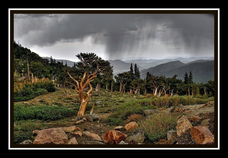 Lonely Tree on Mountain