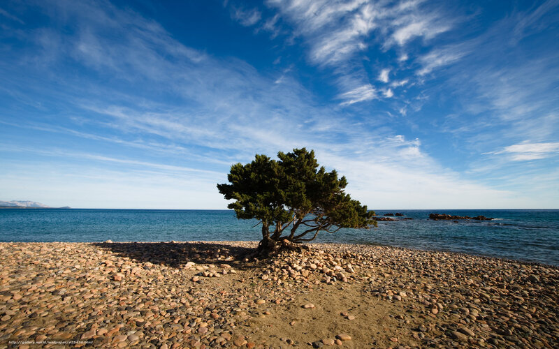 lonely tree on pebble beach