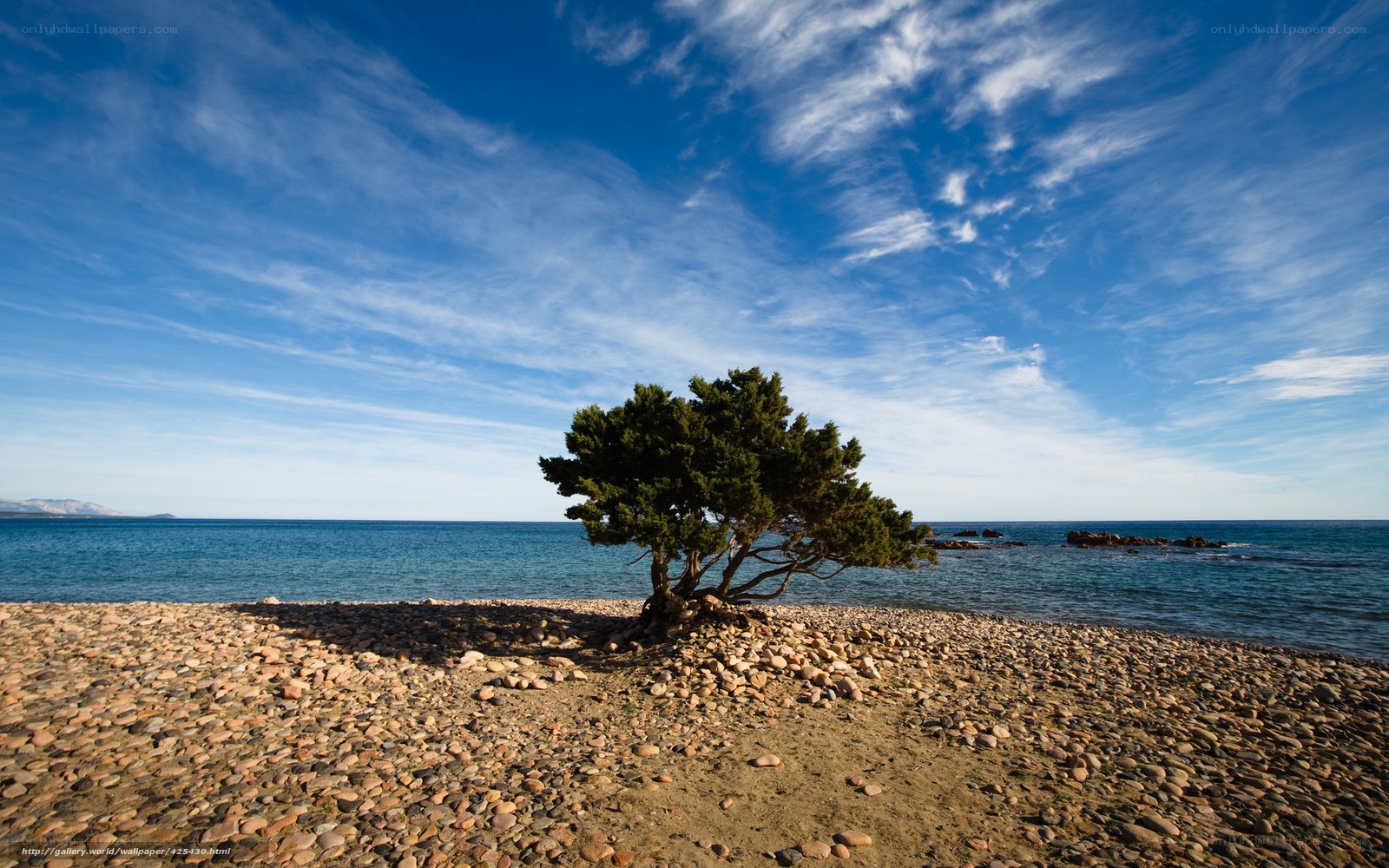 lonely tree on pebble beach