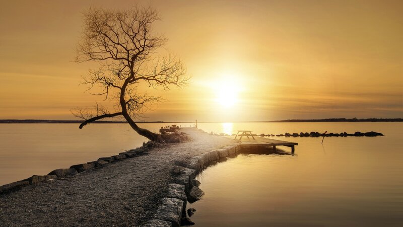 Lonely Tree on Pier