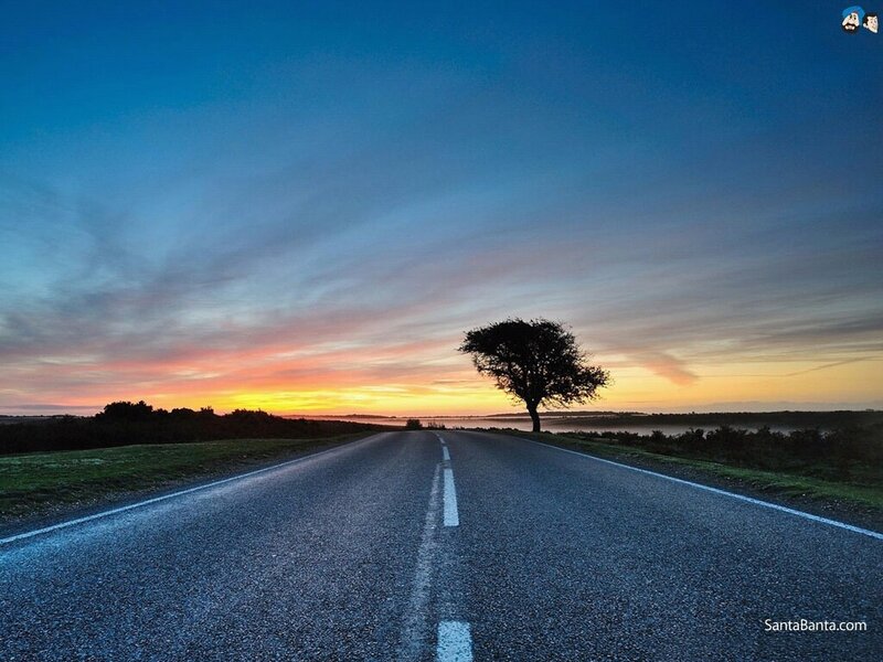 lonely tree on road at sunset