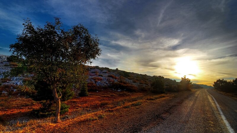 Lonely Tree on Roadside — Blue
