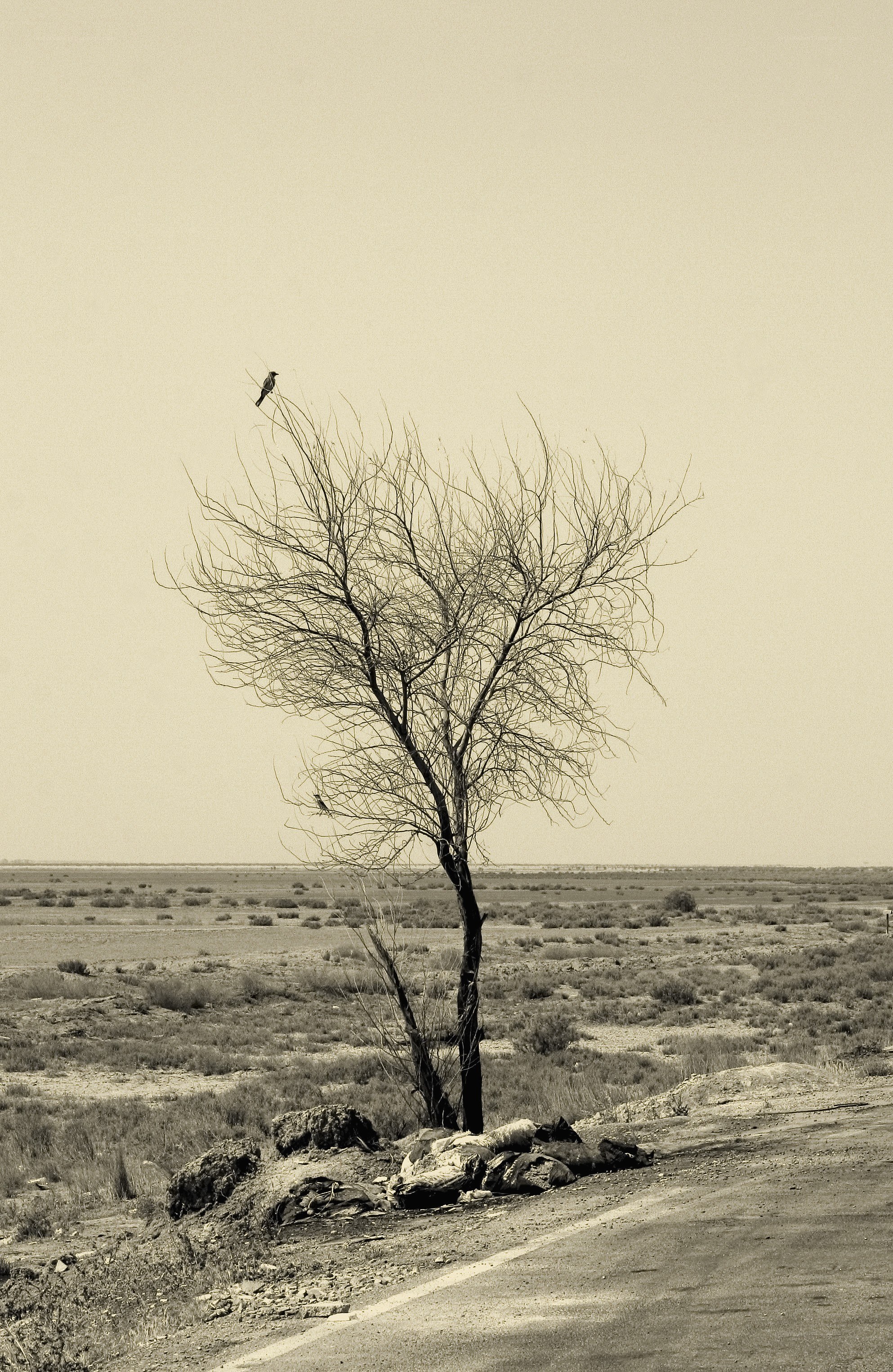 lonely tree on roadside