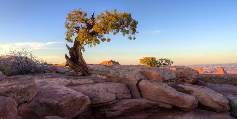 Lonely Tree on Rock — Blue, Serene