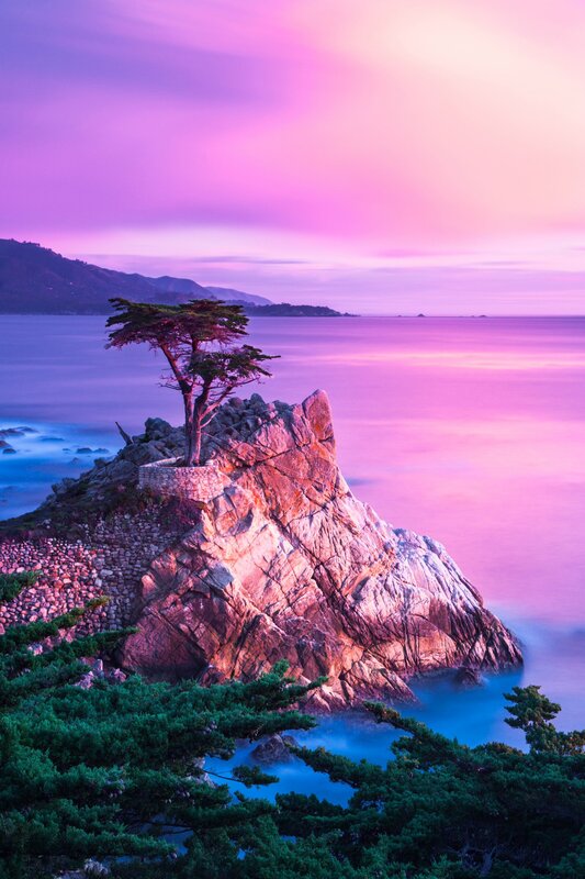Lonely Tree on Rock — Purple, Serene