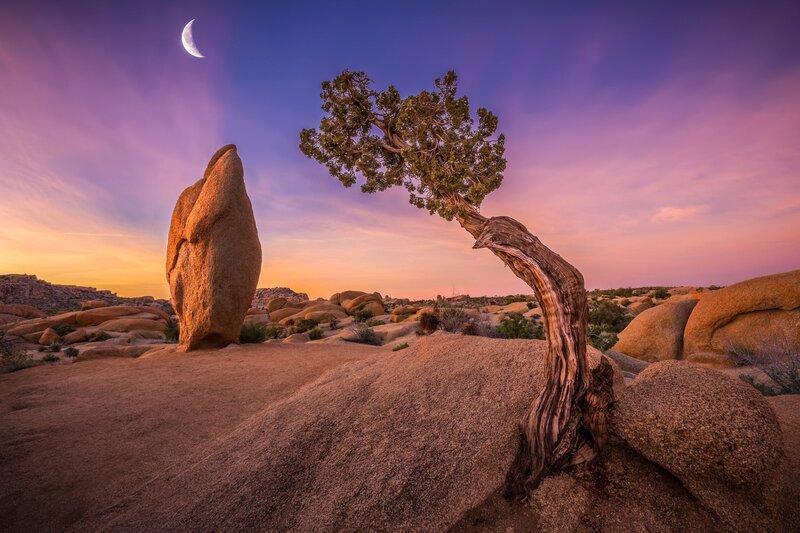 Lonely Tree on Rock — Purple