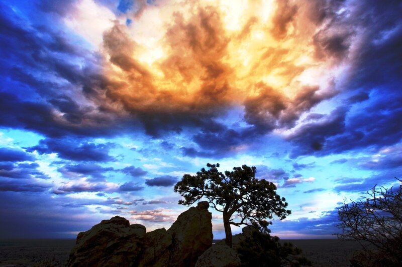 Lonely Tree on Rock