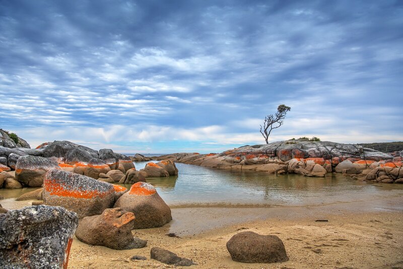 Lonely Tree on Rocks — Blue