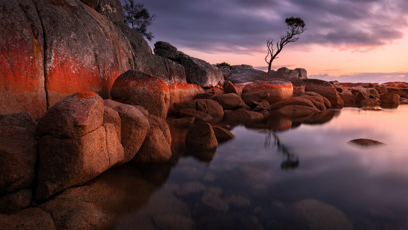Lonely Tree on Rocks — Purple