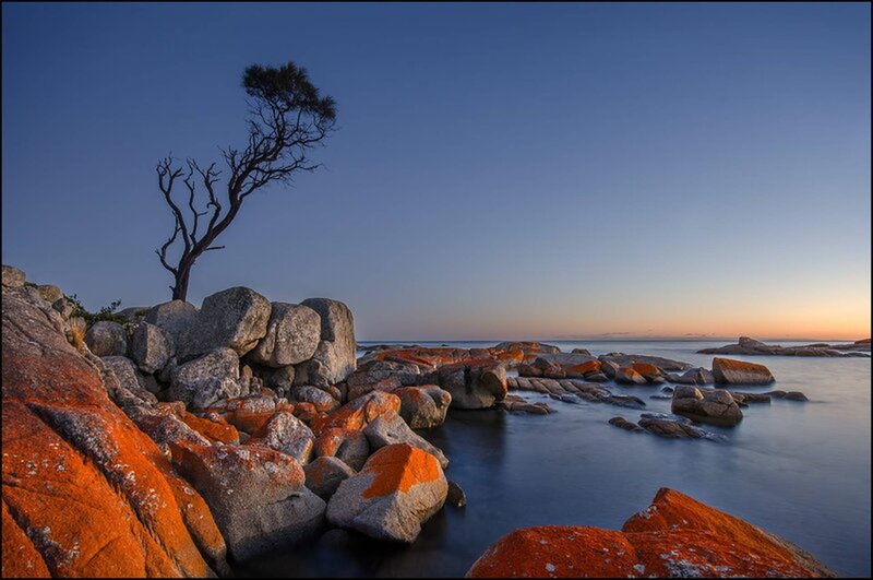 Lonely Tree on Rocks