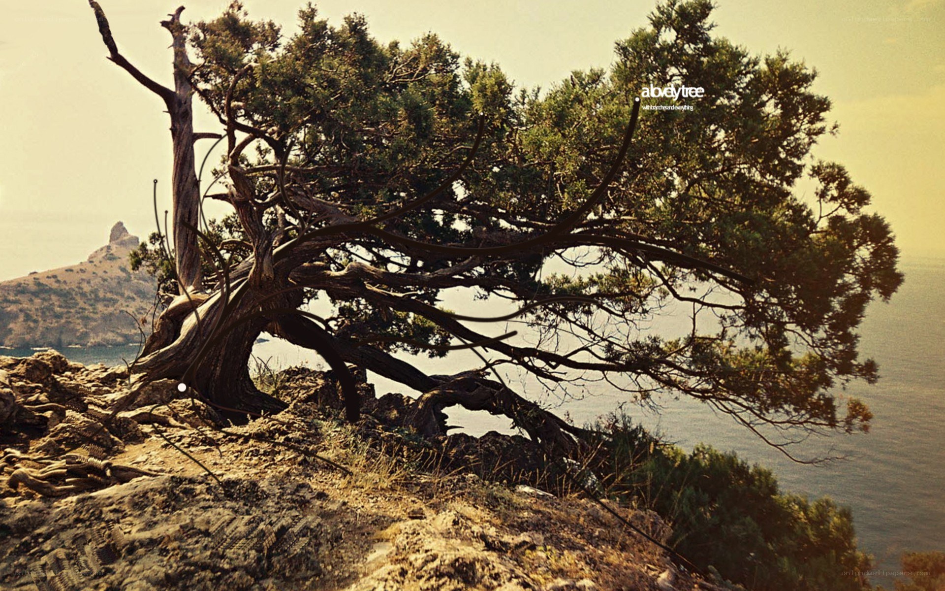 lonely tree on rocky cliff