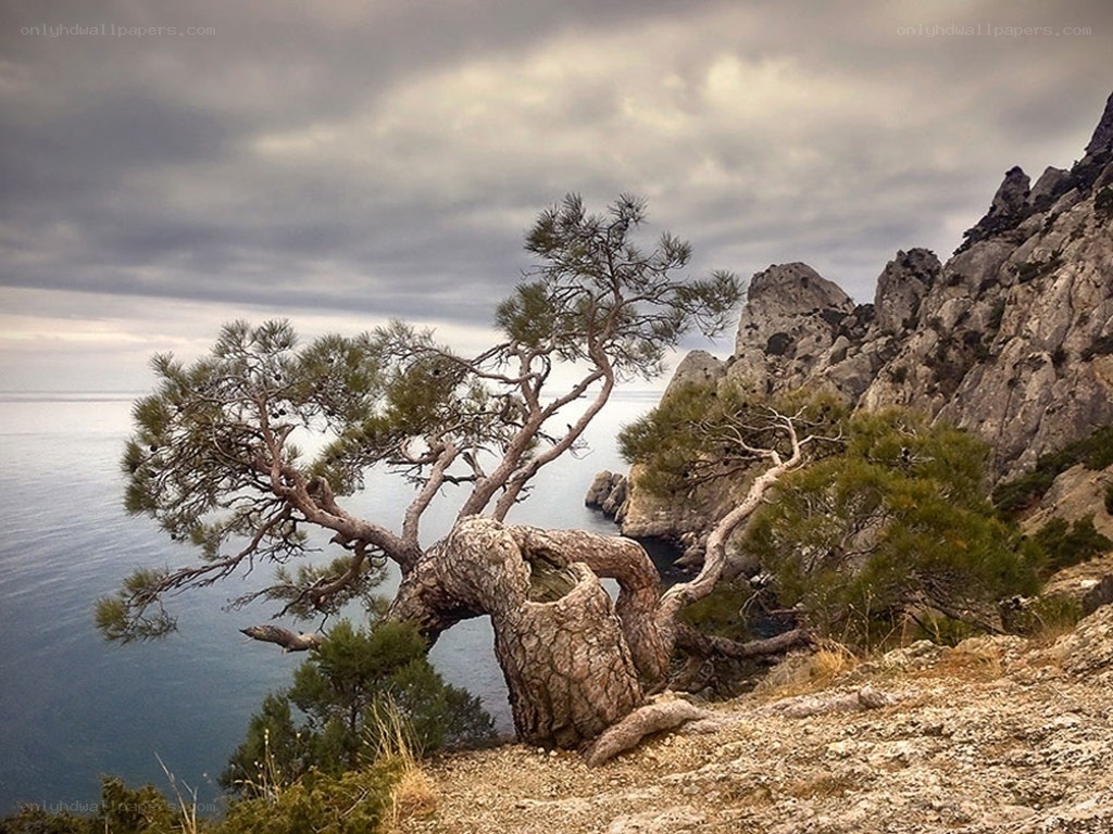 lonely tree on rocky cliff