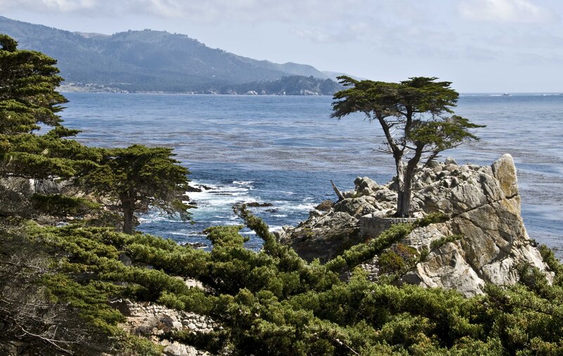 Lonely Tree on Rocky Cliff — Green