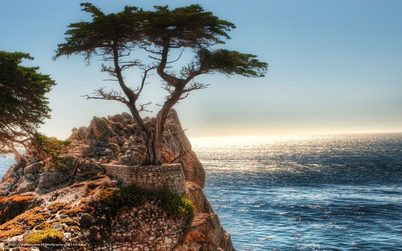 lonely tree on rocky cliff
