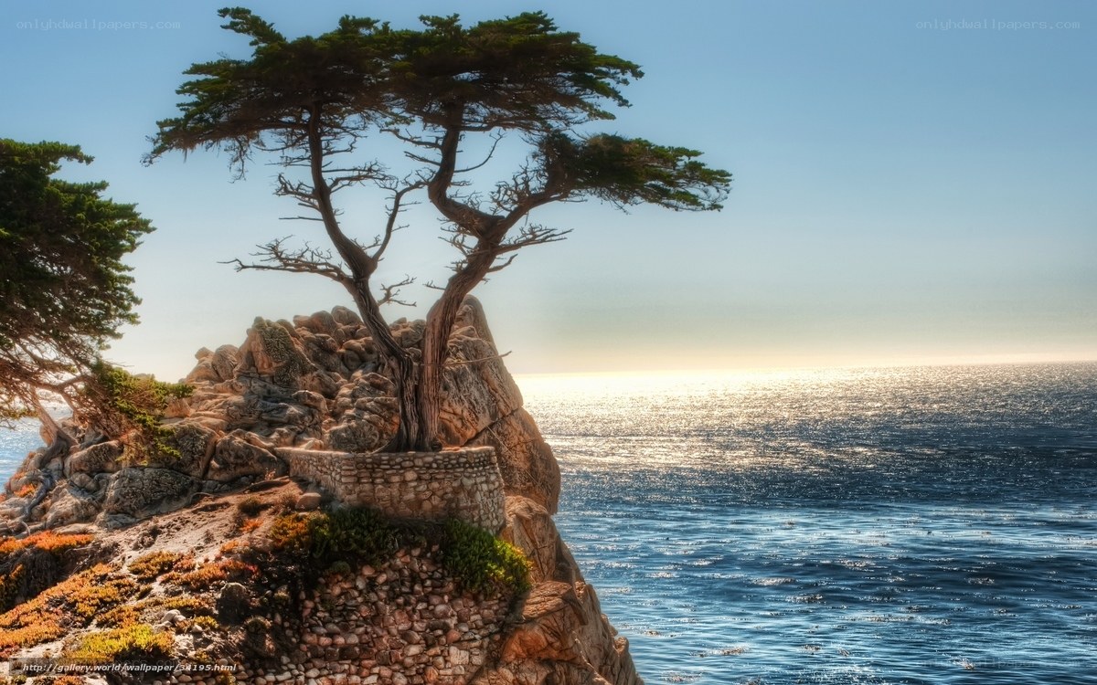 lonely tree on rocky cliff