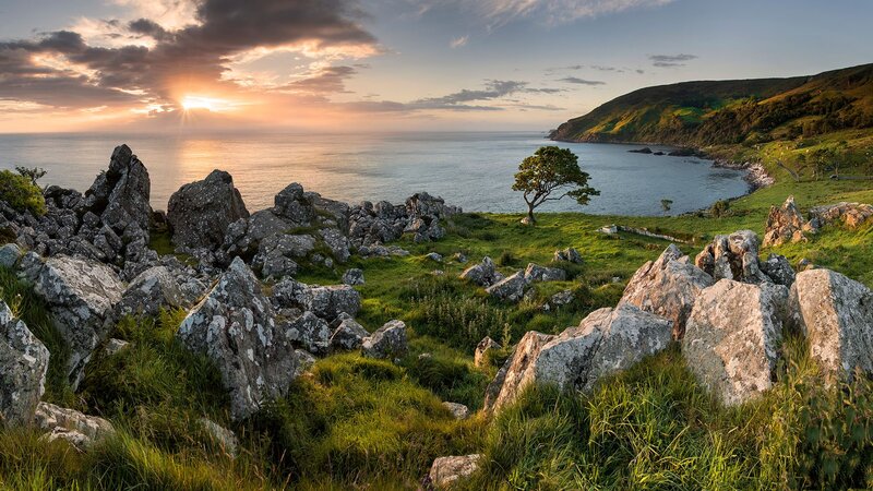 Lonely Tree on Rocky Coast