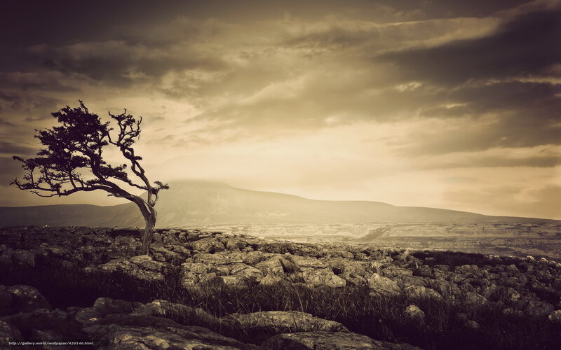 lonely tree on rocky hill