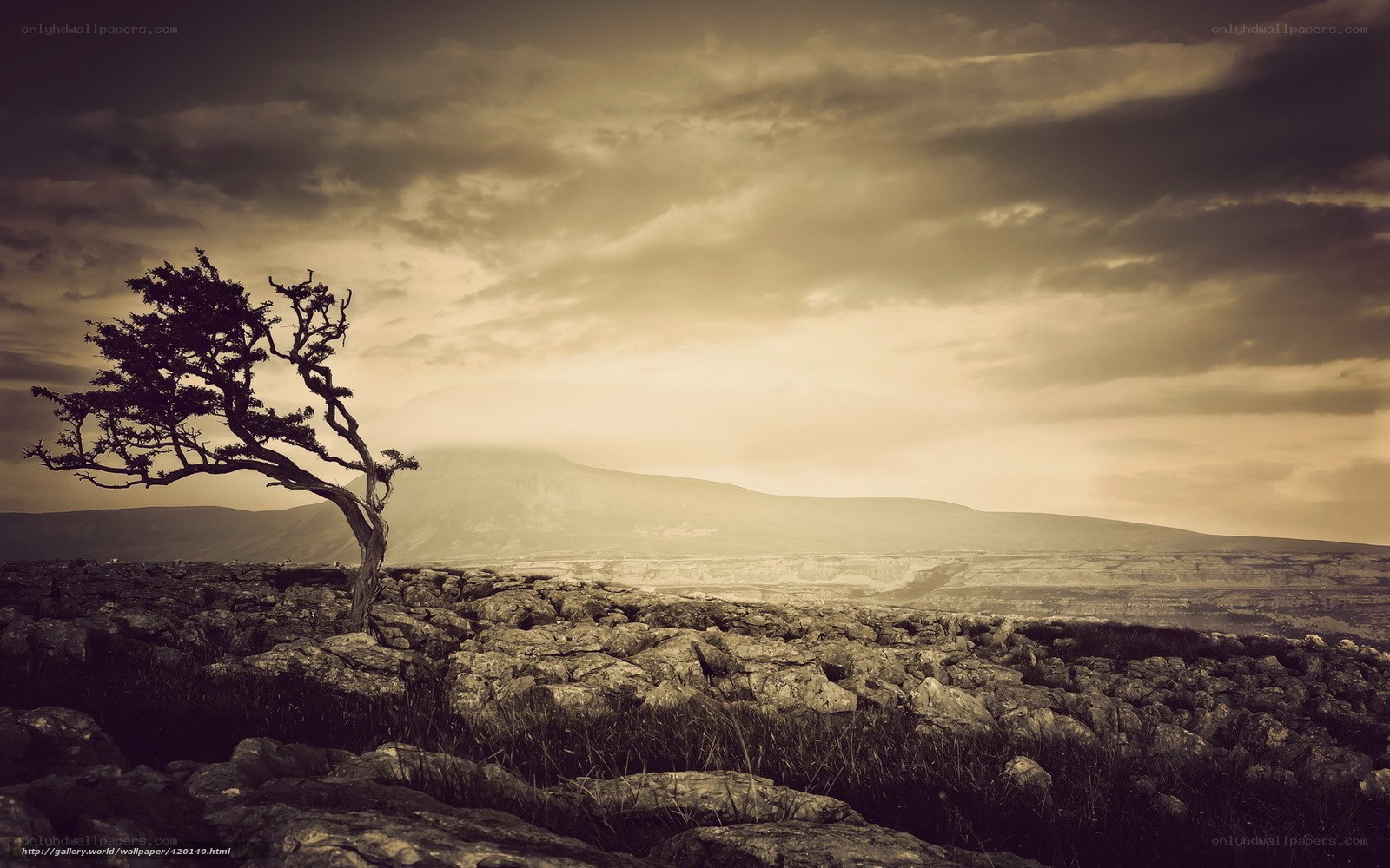 lonely tree on rocky hill
