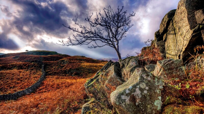 lonely tree on rocky hillside