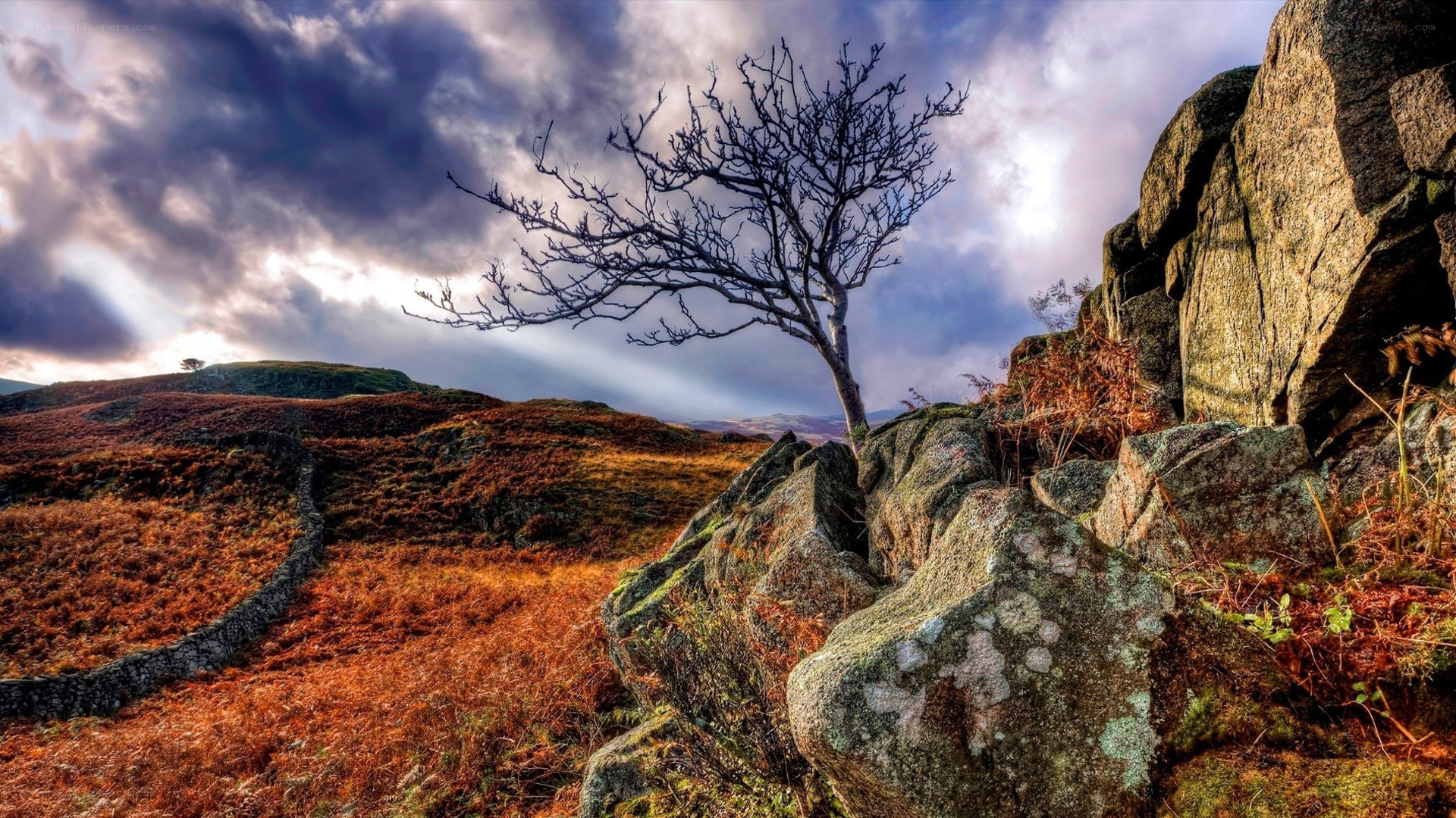 lonely tree on rocky hillside