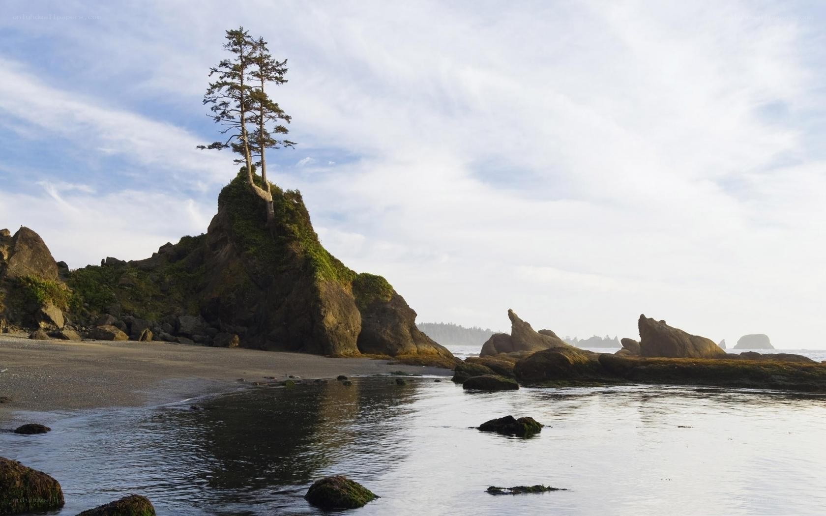 lonely tree on rocky outcrop