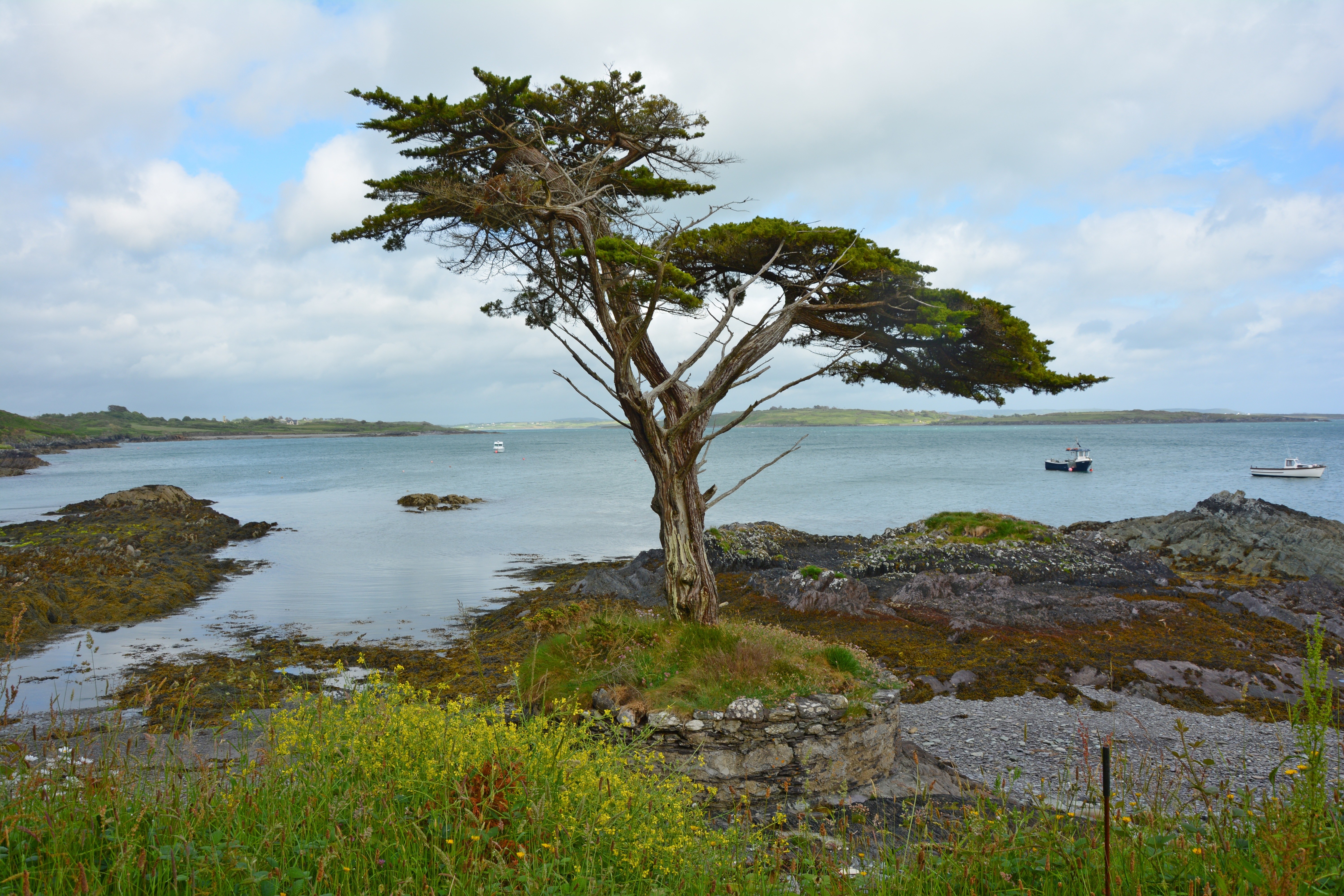 lonely tree on rocky shore