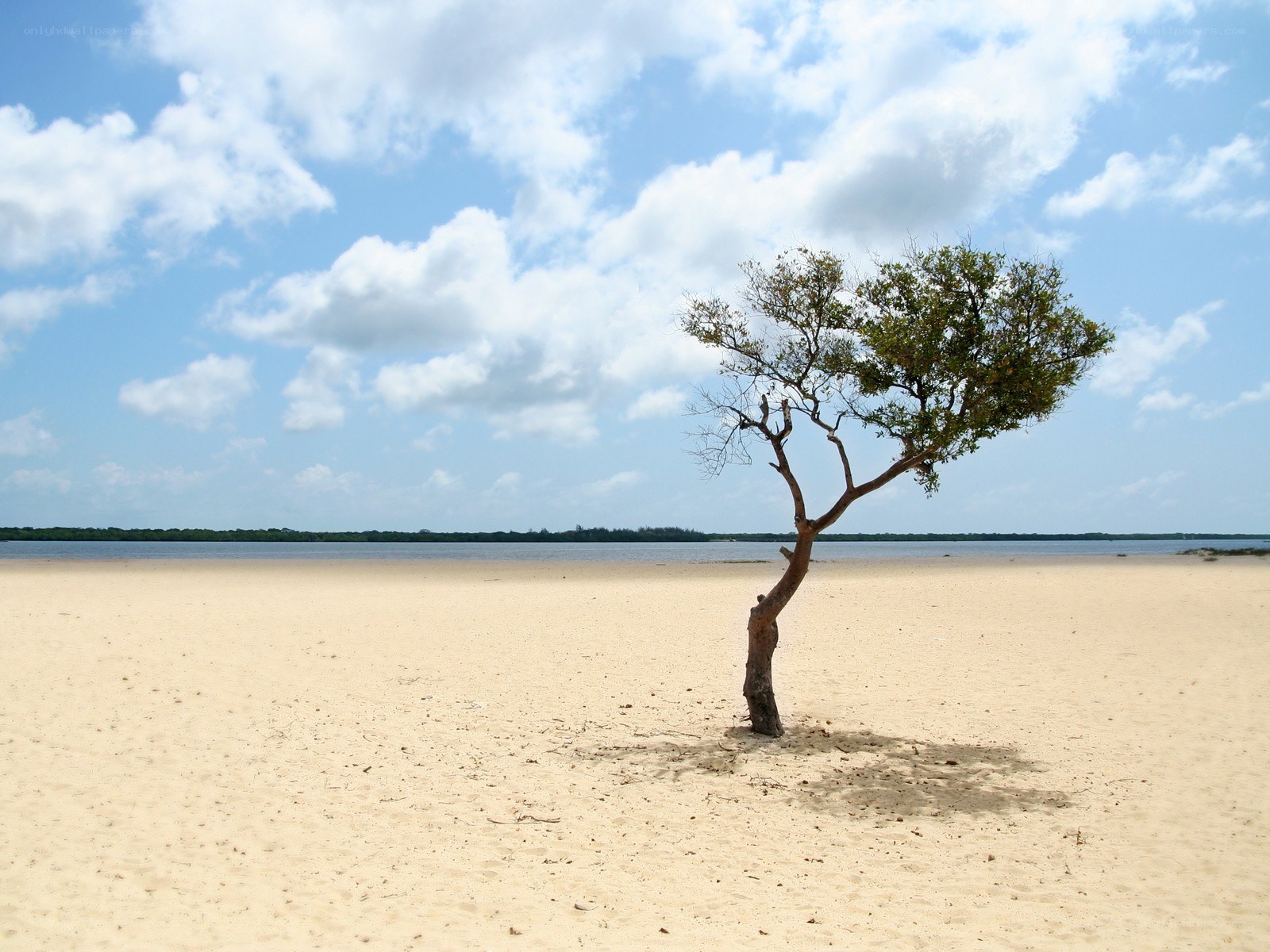 lonely tree on sandy beach