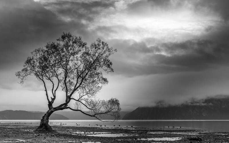 Lonely Tree on Shore