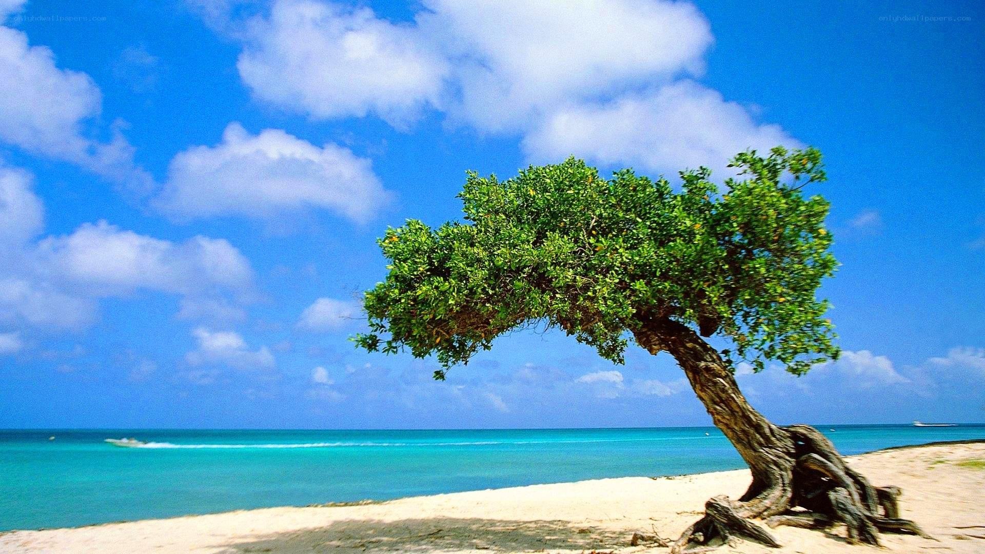 lonely tree on tropical beach