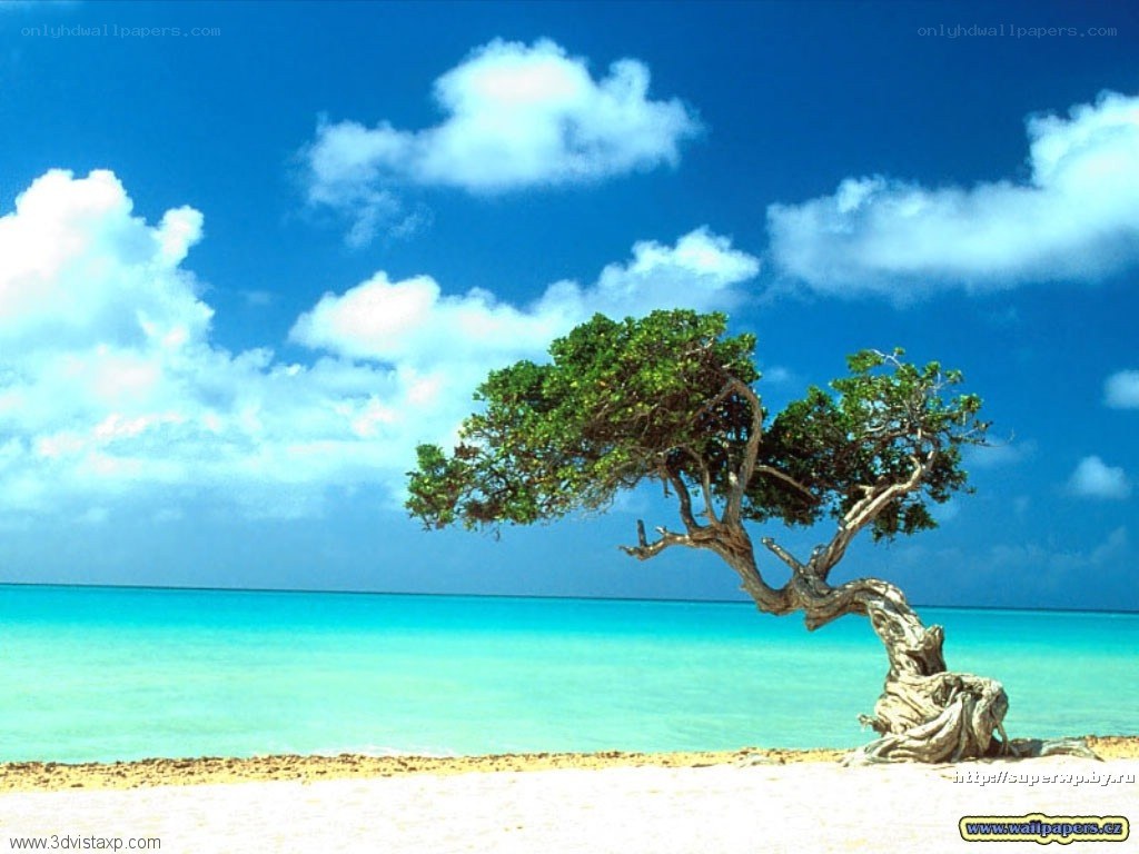 lonely tree on tropical beach