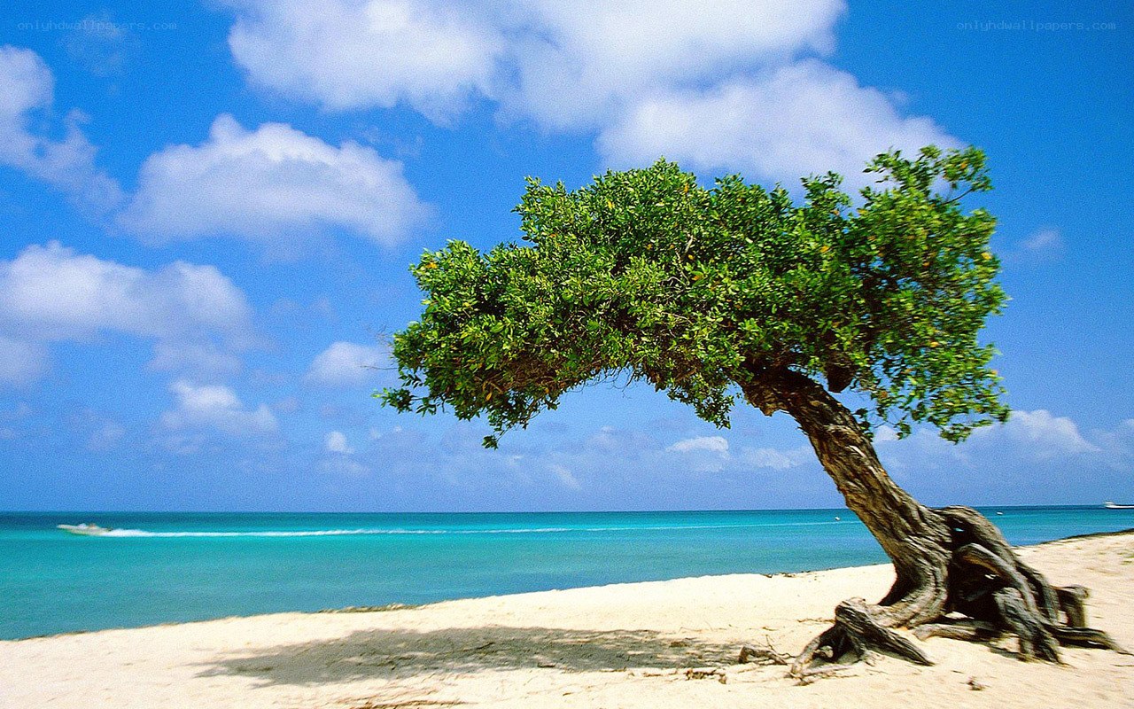 lonely tree on tropical beach
