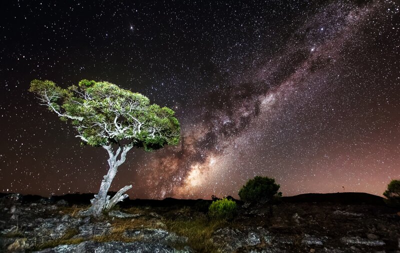 Lonely Tree under Stars