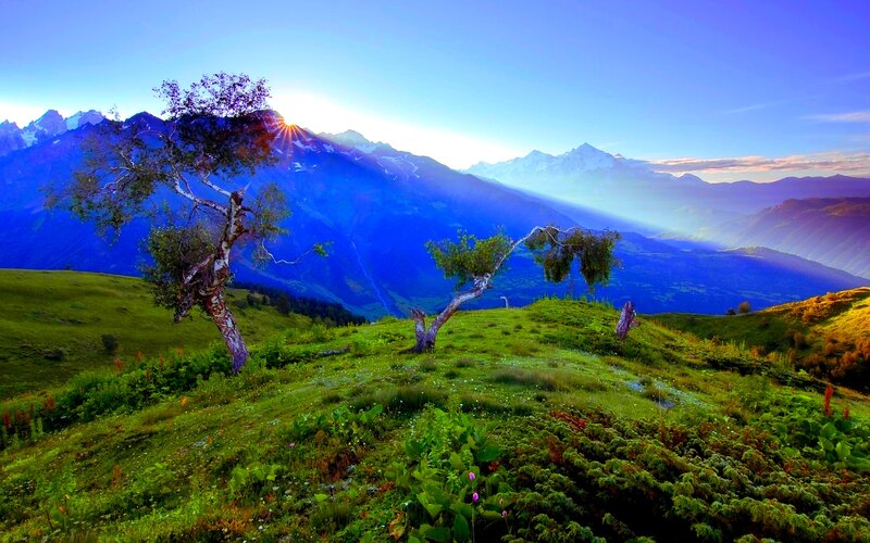 Lonely Trees on Hillside