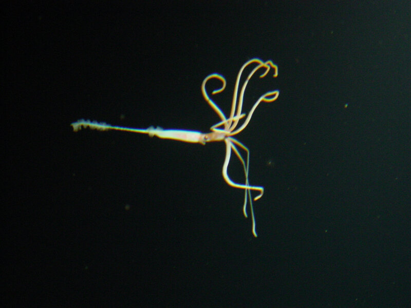 long-armed sea creature