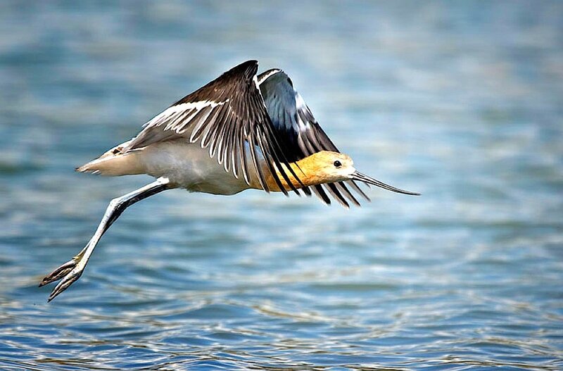 Long-billed Bird in Flight