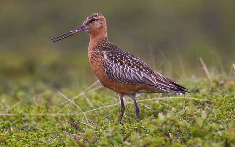 long-billed curlew in grass