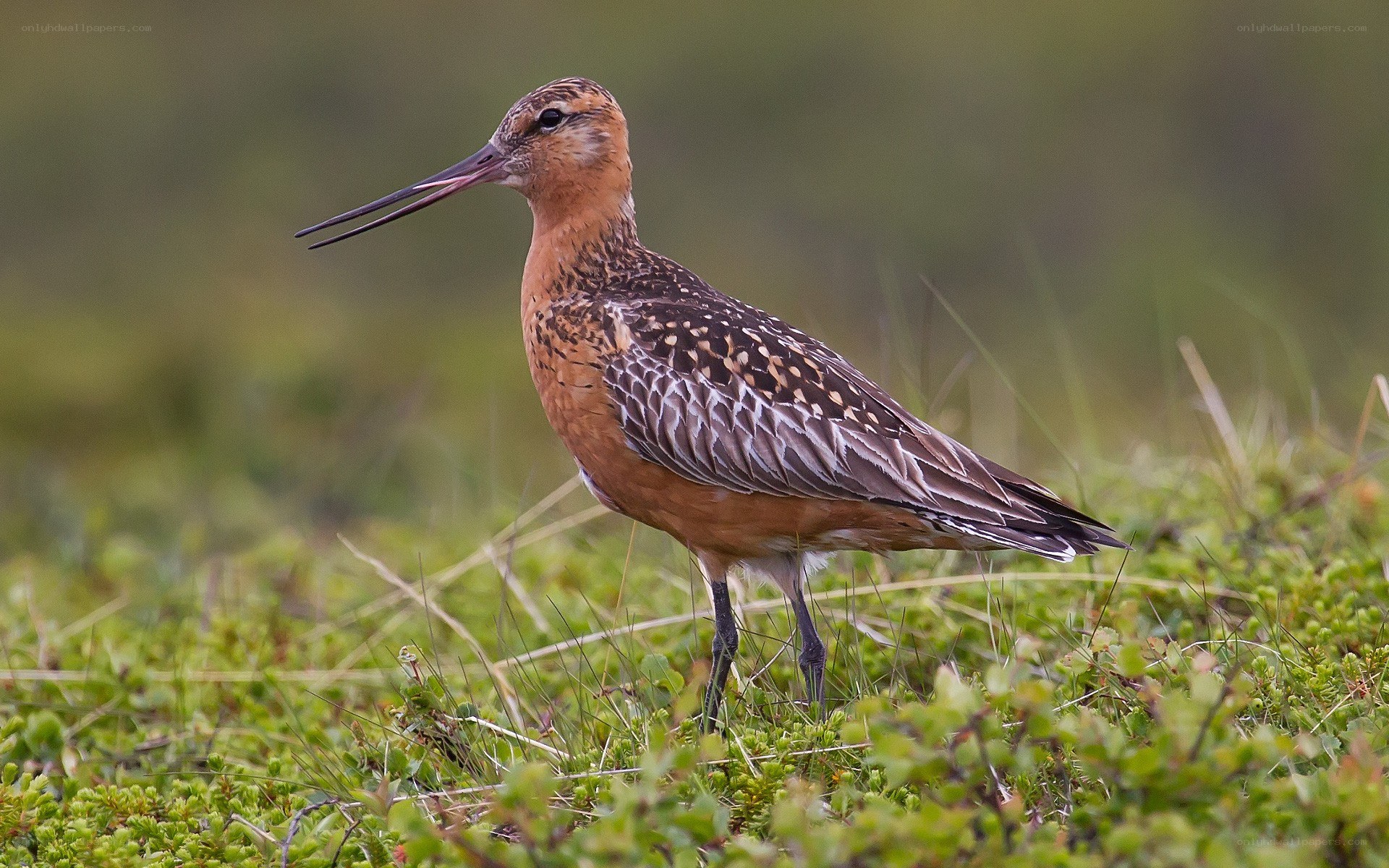 long-billed curlew in grass
