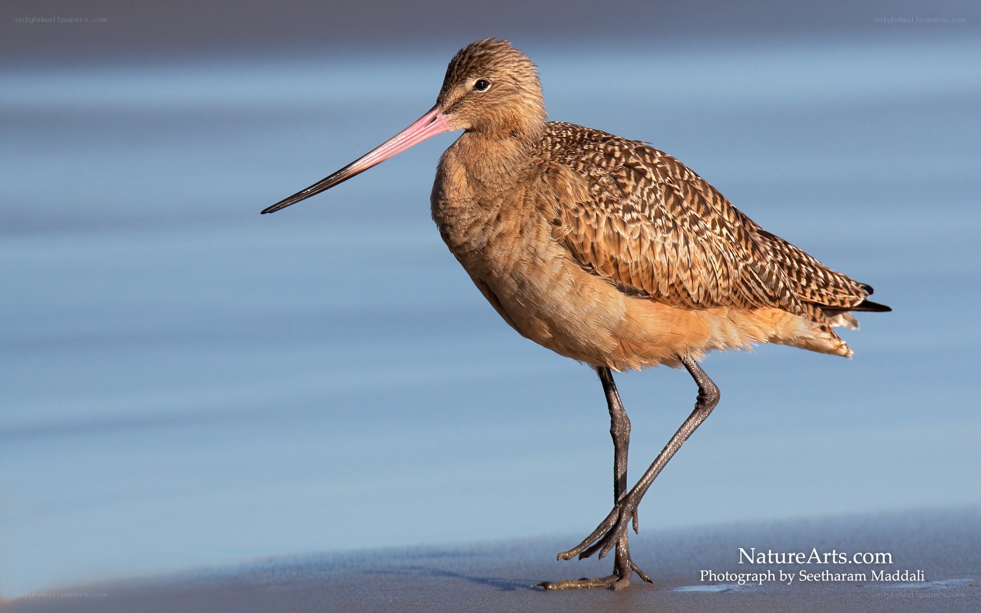 long-billed curlew on beach