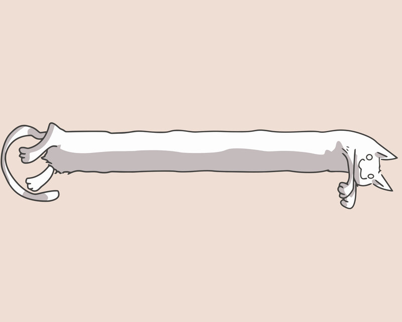 long cat stretching
