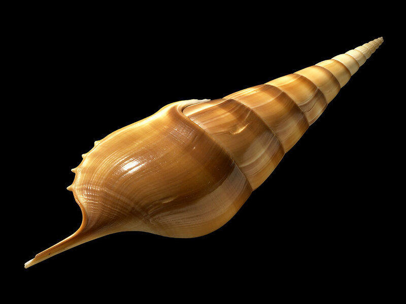 Long Conical Seashell