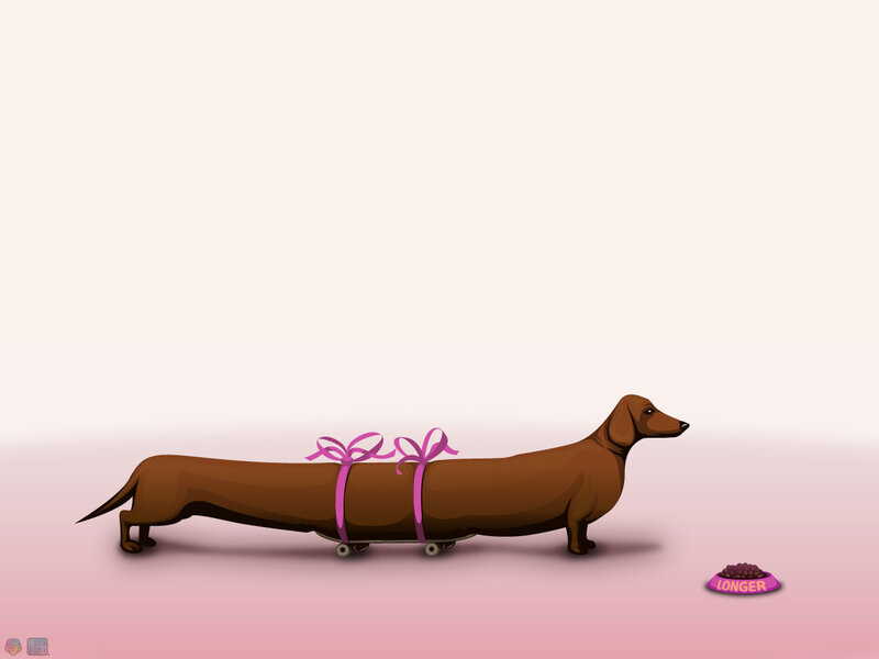 Long dachshund on skateboard