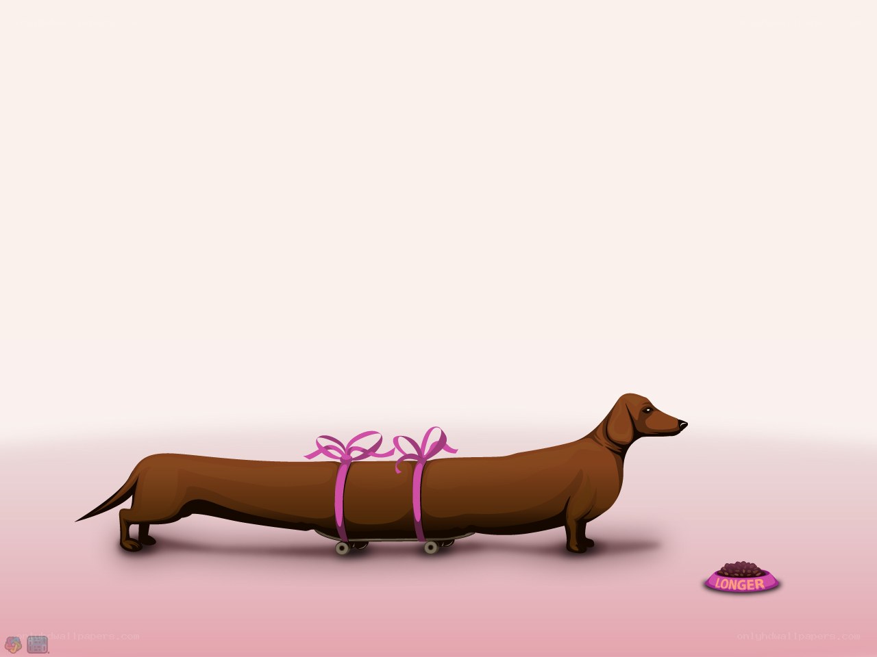 Long dachshund on skateboard