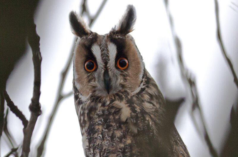 Long-eared Owl — Brown, Alert, Photograph, Tree Branches